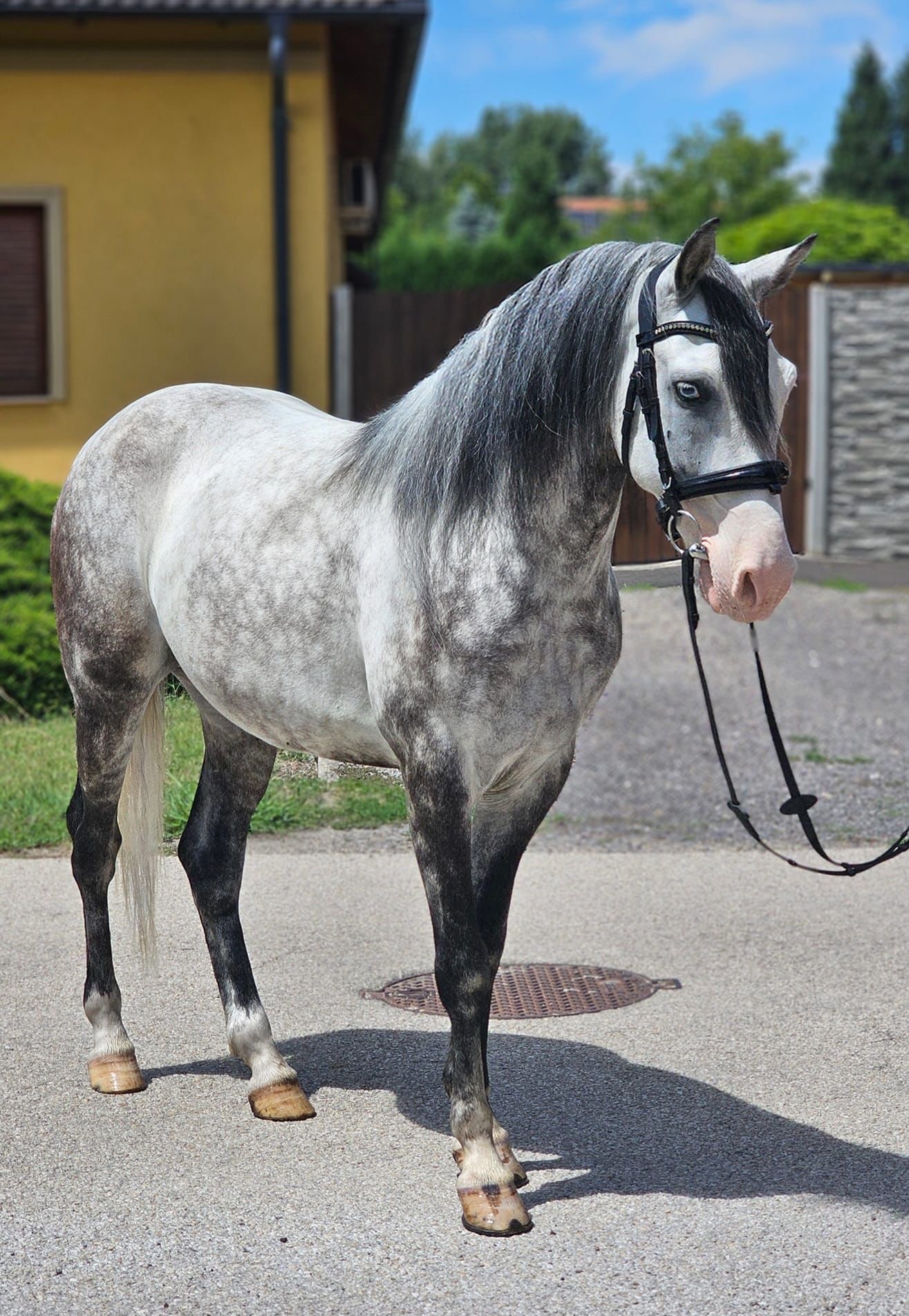 Silver Blue